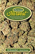 Marijuana Harvest: How to Maximize Quality and Yield in Your Cannabis Garden