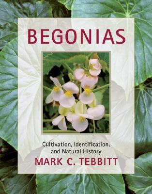 Begonias