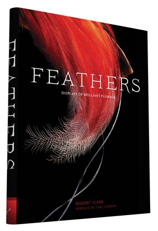 Feathers