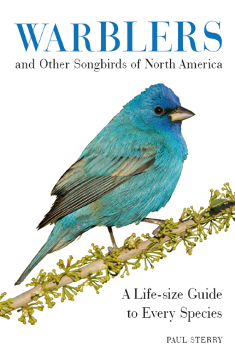 Warblers and Other Songbirds of North America