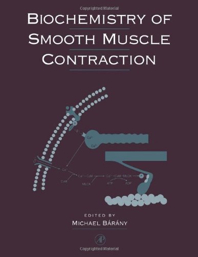 Biochemistry of Smooth Muscle Contraction