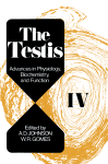 The Testis