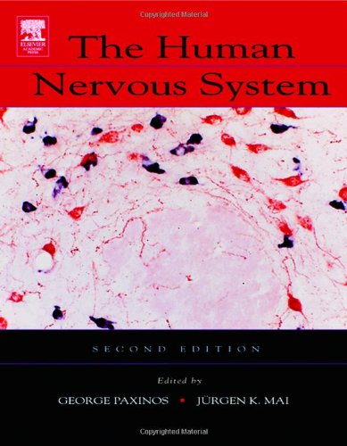The Human Nervous System