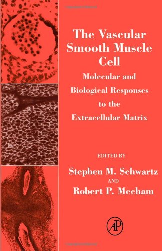 The Vascular Smooth Muscle Cell
