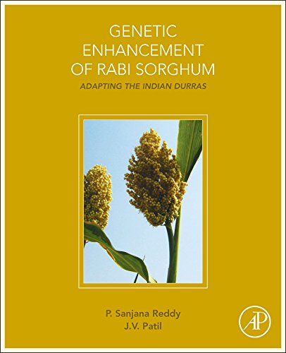 Genetic Enhancement of Rabi Sorghum