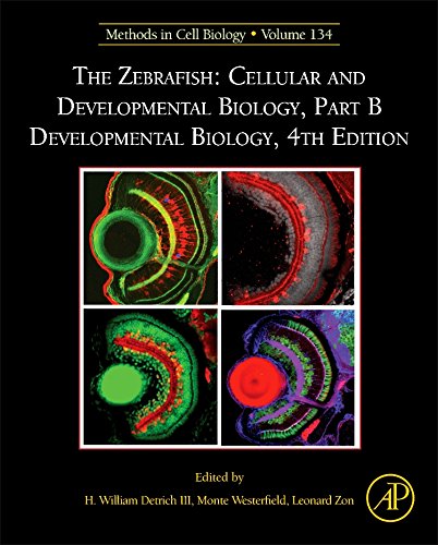 The Zebrafish