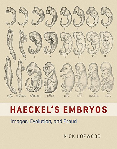 Haeckel's Embryos