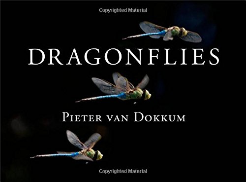 Dragonflies