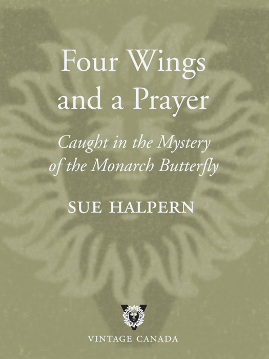 Four Wings and a Prayer