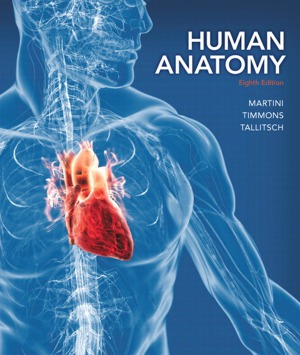 Human Anatomy