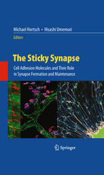 The Sticky Synapse