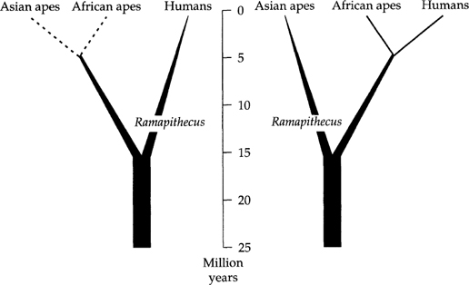 The Origin Of Humankind