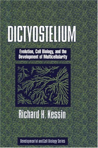 Dictyostelium