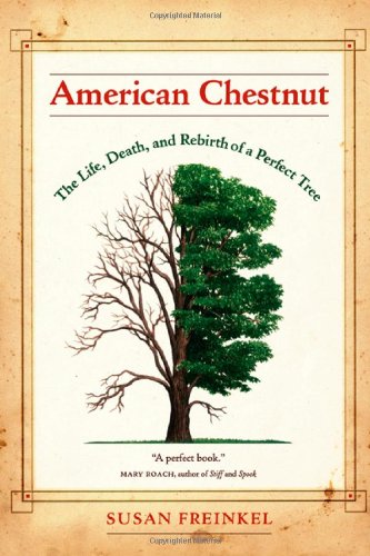 American Chestnut