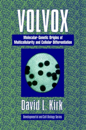 Volvox