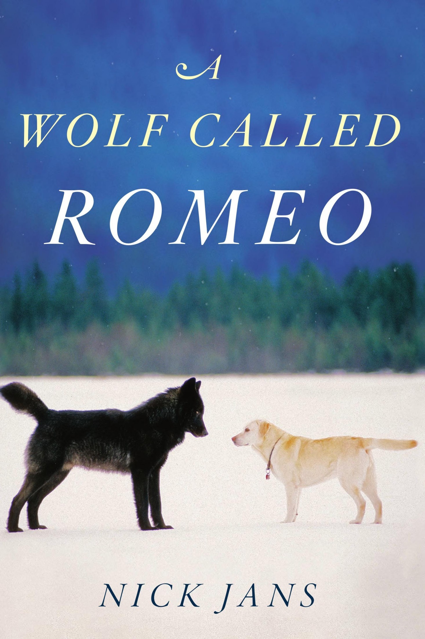 A Wolf Called Romeo