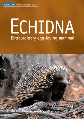 Echidna