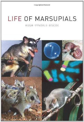 Life of Marsupials