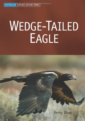 Wedge-tailed eagle