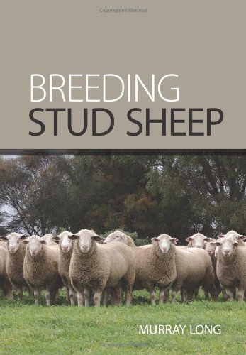 Breeding Stud Sheep.