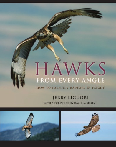 Hawks from Every Angle