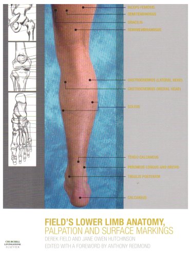 Lower Limb Anatomy, Palpation &amp; Surface Markings