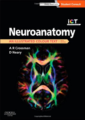 Neuroanatomy