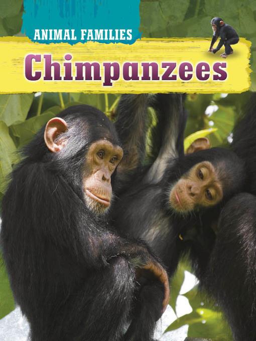 Chimpanzees