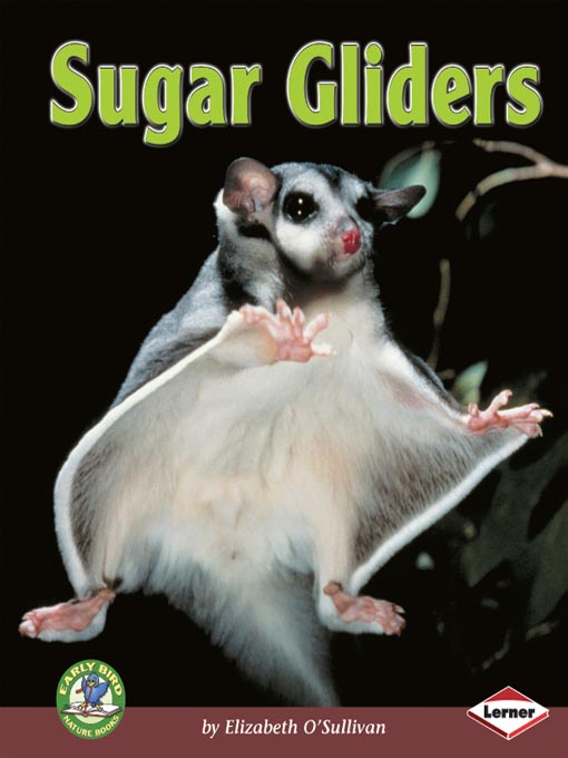 Sugar Gliders