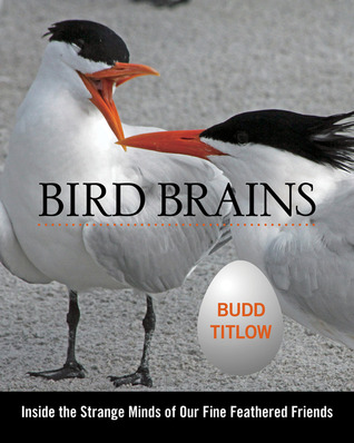 Bird Brains