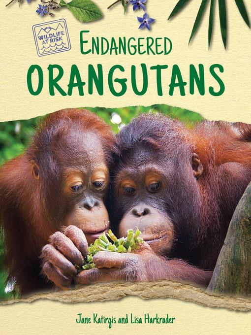 Endangered Orangutans