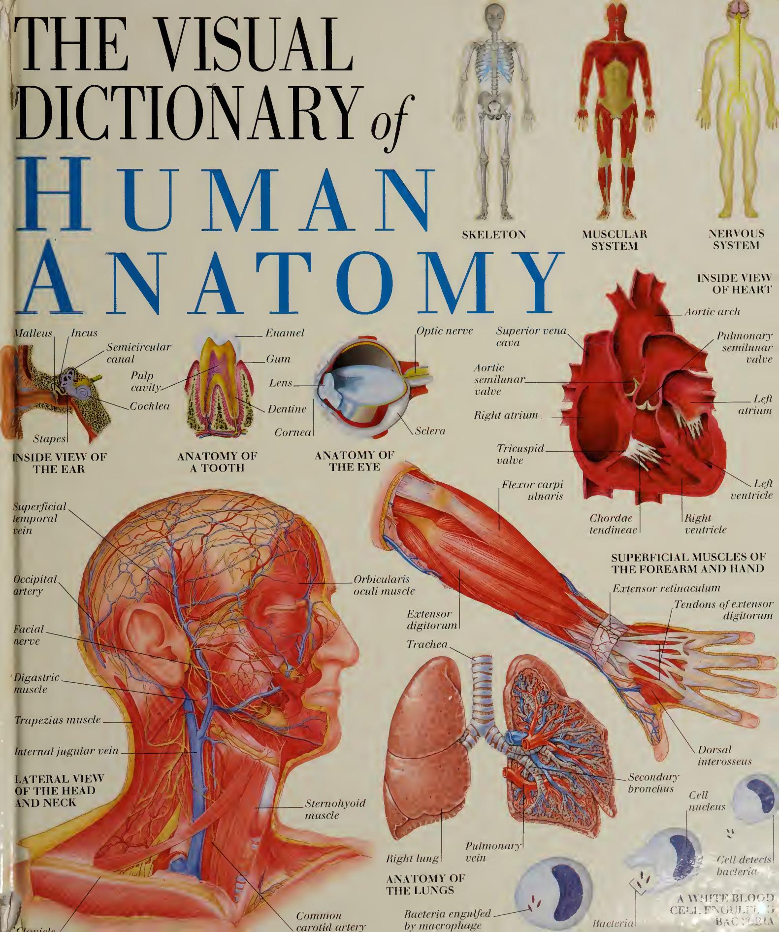 The visual dictionary of human anatomy.