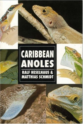 Caribbean Anoles