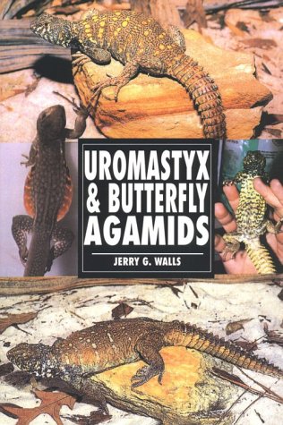 The Guide to Owning Uromastyx &amp; Butterfly Agamids