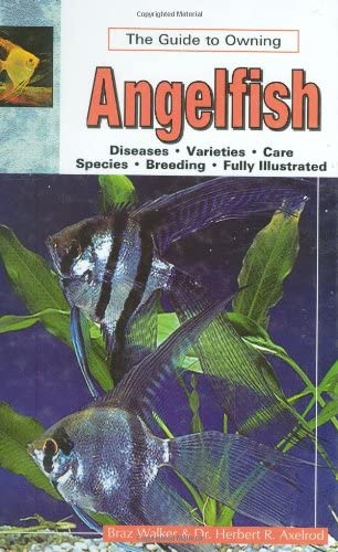 The Guide to Owning Angelfish