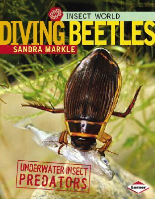 Diving Beetles