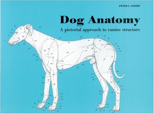 Dog Anatomy