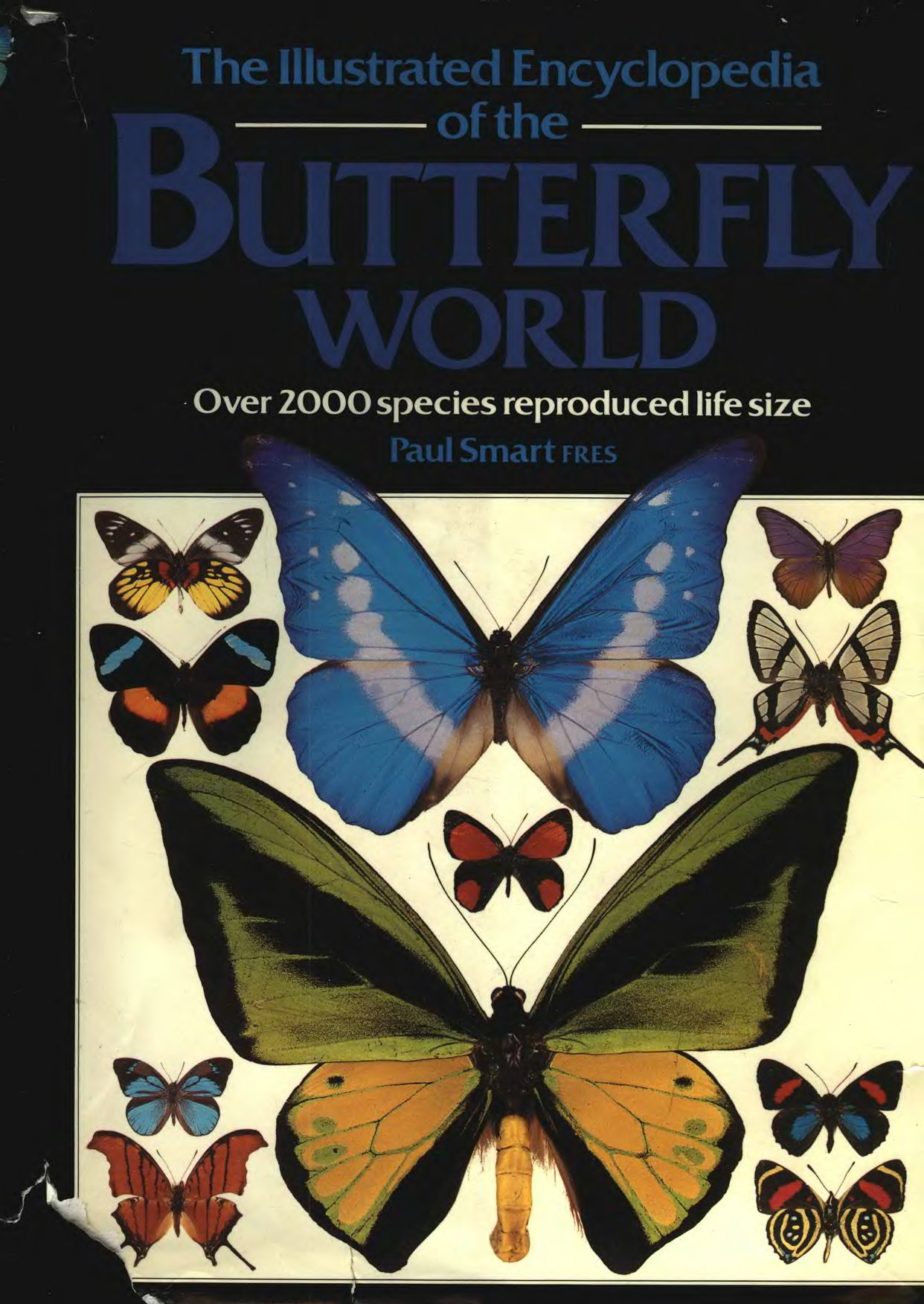 The Illustrated Encyclopedia of the Butterfly World