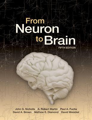 From Neuron to Brain