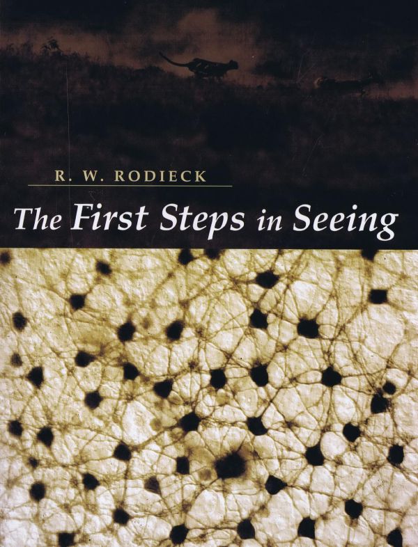 The First Steps in Seeing