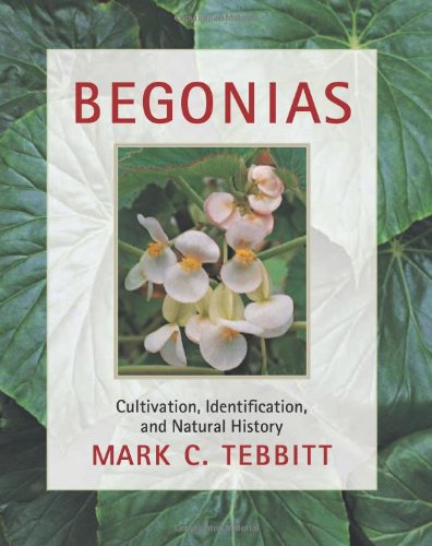 Begonias