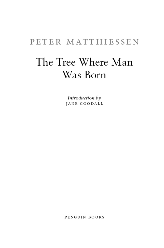 The Tree Where Man Was Born