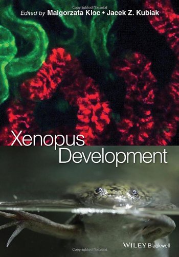 Xenopus Development
