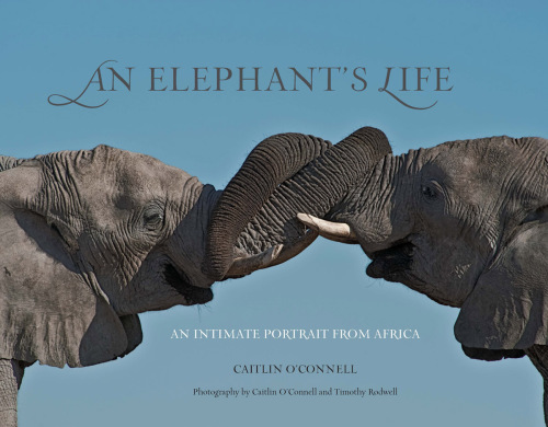 An elephant's life : an intimate portrait from Africa