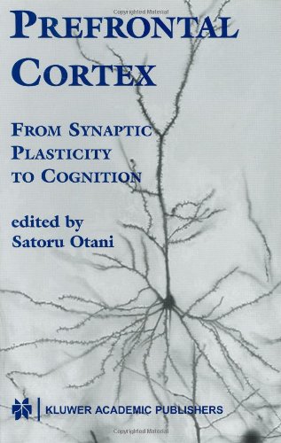 Prefrontal cortex : from synaptic plasticity to cognition