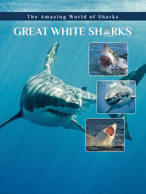 Great White Sharks