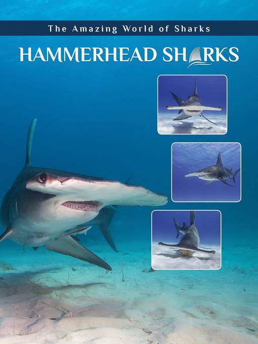 Hammerhead Sharks