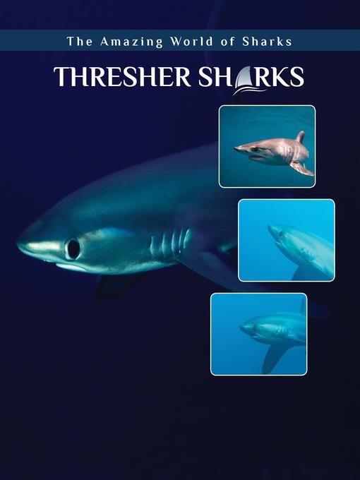 Thresher Sharks