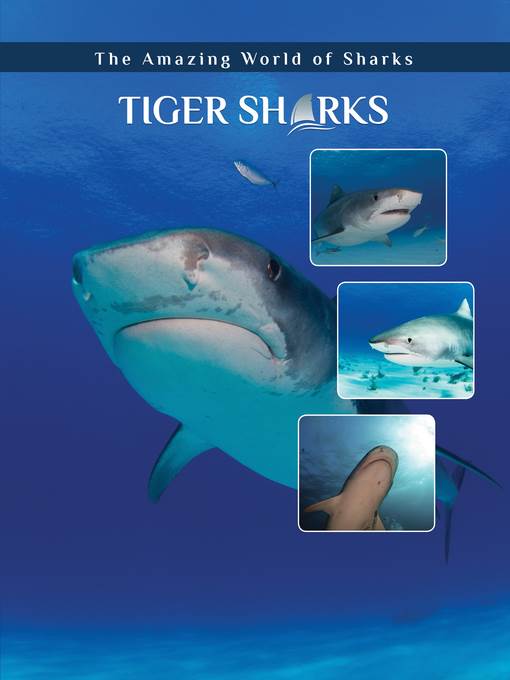 Tiger Sharks