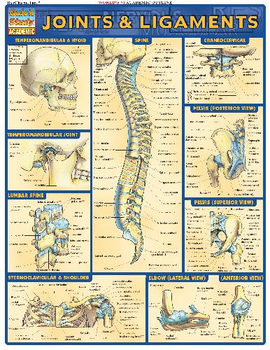 Joints & Ligaments.